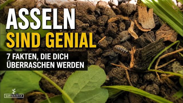 Asseln sind genial - 7 Fakten, die dich überraschen werden