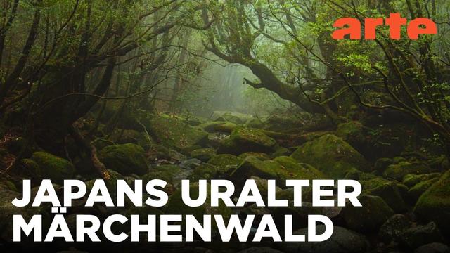 Yakushima - Insel des mystischen Waldes | Phänomenale Natur | ARTE Fernweh