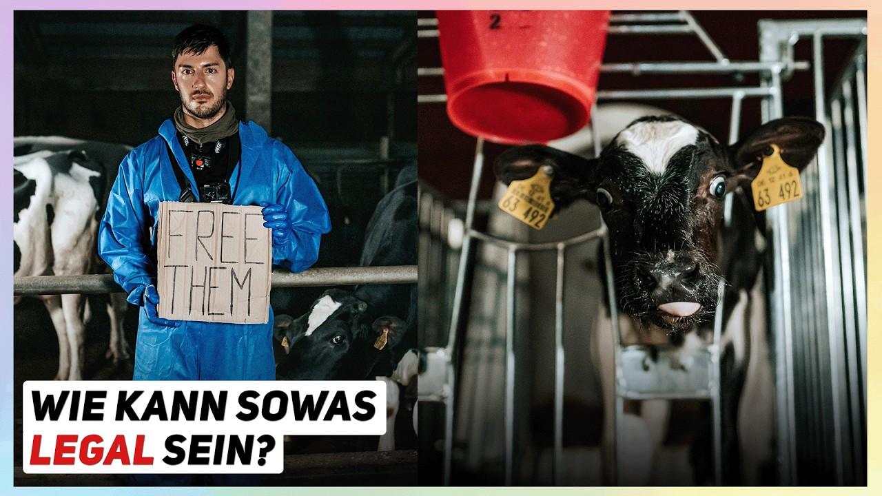 Nach diesem Video wirst du nie wieder Milch trinken