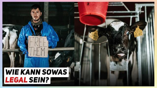 Nach diesem Video wirst du nie wieder Milch trinken