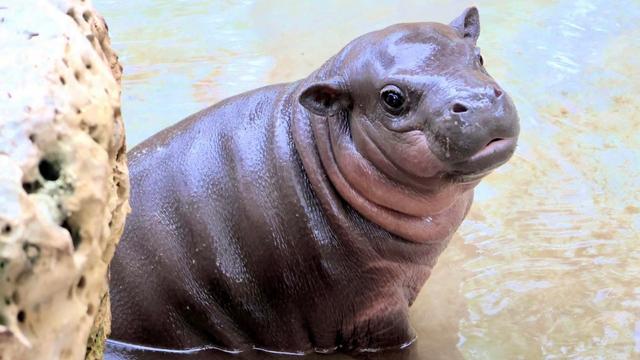 Meet Mars—The Tiny Pygmy Hippo Calf Zooming His Way Into Our Hearts!