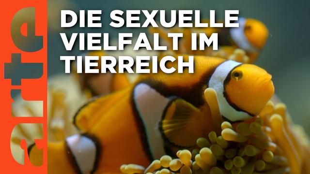 Queere Tiere: Mehr als Männchen und Weibchen | Doku HD | ARTE