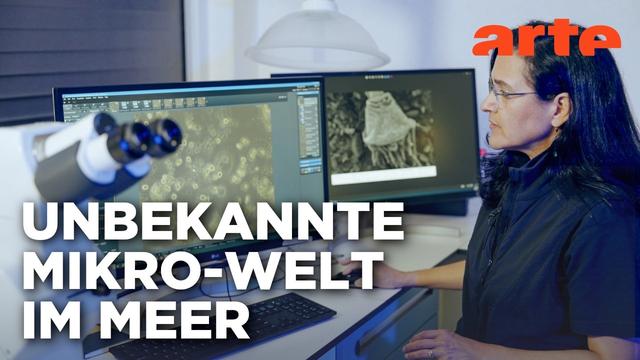 Leben auf Plastik - Per Anhalter durchs Meer | Doku HD | ARTE