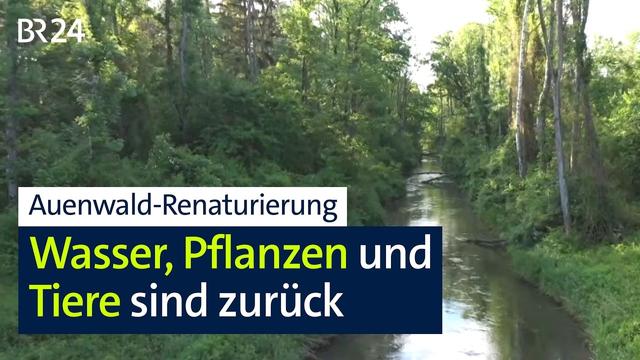 Erfolgreiche Renaturierung des Donau-Auwalds bei Neuburg | Abendschau | BR24