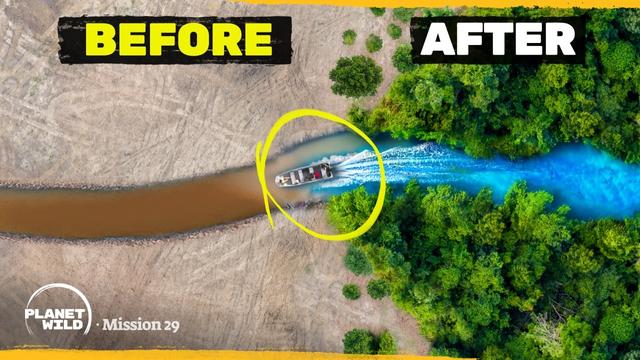 We found a way to save the Amazon Rainforest