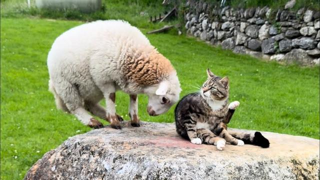 Lamb Doesn’t Want Cat On Her Rock
