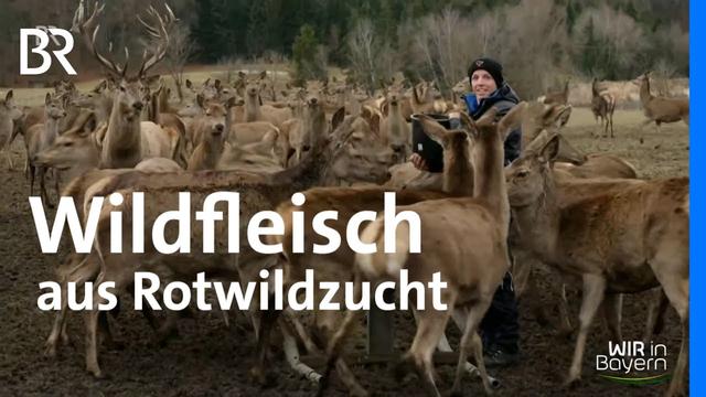 Wildfleisch aus eigener Rotwildzucht: Direktvermarktung mit Familienmetzgerei | Wir in Bayern | BR