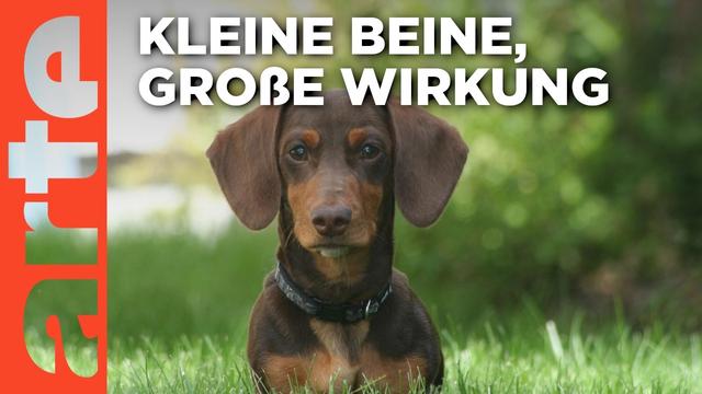 Der Dackel | Doku HD | ARTE
