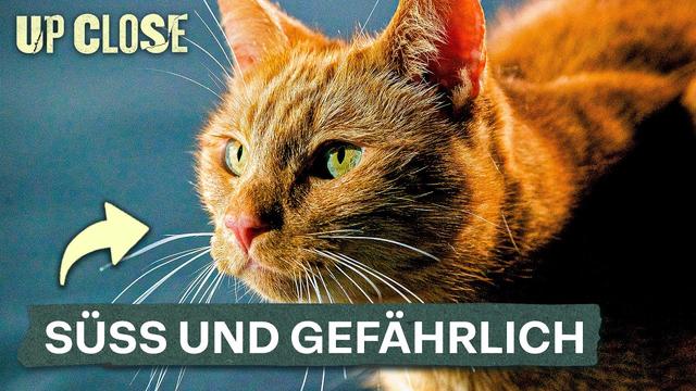 Warum unsere Stubentiger viel gefährlicher sind als wir denken