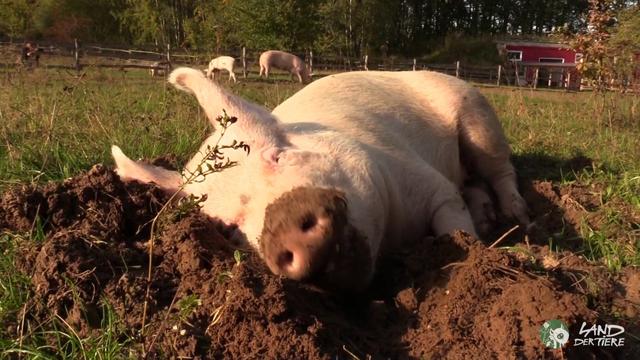 Einfach Schwein sein - und leben! ❤