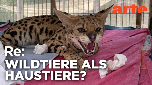 Leben mit WILDTIEREN | ARTE Re: