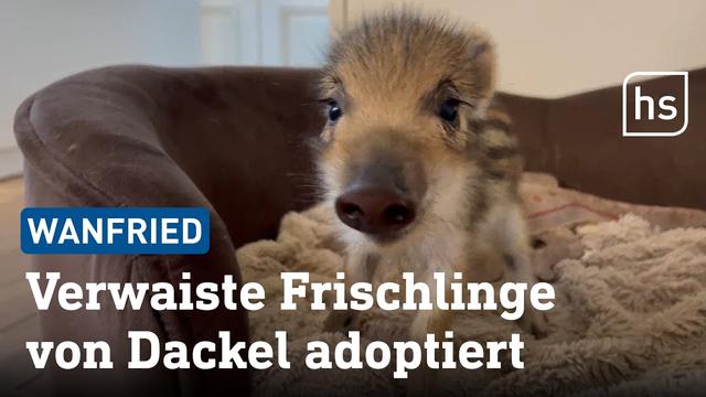 Dackeldame erzieht jetzt verwaiste Wildschwein-Frischlinge | hessenschau