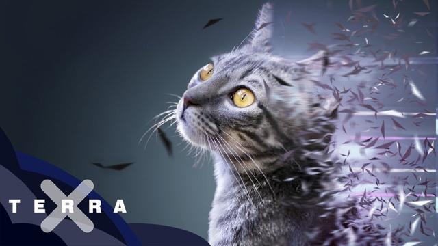 Die Geschichte der Katze