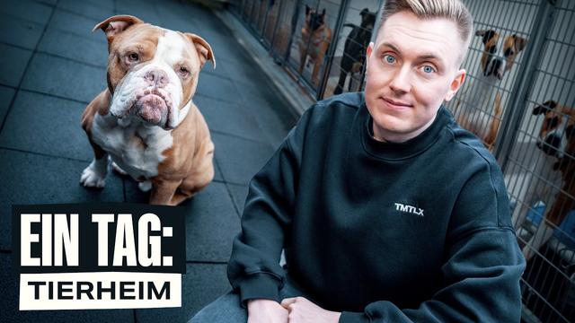 1 Tag im Tierheim - So ist es wirklich