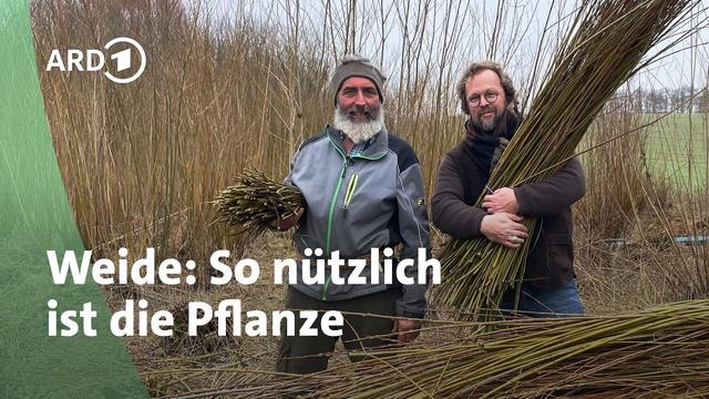 Weide - super vielseitig! Mit Anleitung zum Sichtschutz-Flechten | MDR Garten