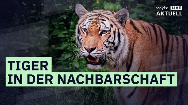 Tiger in der Nachbarschaft: Zwischen Angst und Artenschutz | MDR Aktuell live