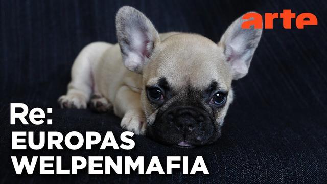 Kriminellen Welpenhändlern auf der Spur | ARTE Re: Reupload
