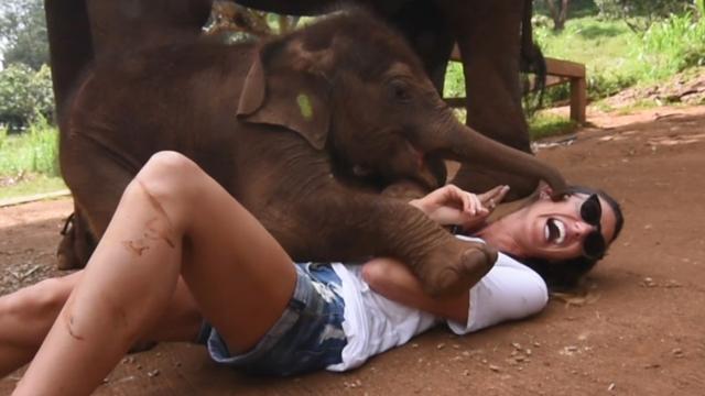 The Most Adorable Elephants 😍 🐘 | BEST Compilation