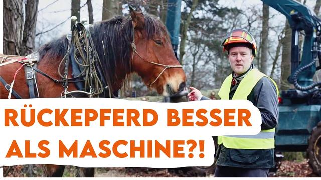 RÜCKEPFERDE bodenschonender als SCHWERE Forstmaschinen? Holzernte im Wald