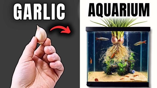 I Put Garlic in My Aquarium for 30 Days (NO FILTER)