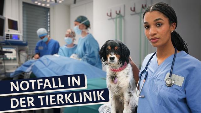 2 Tage Tierklinik : So stressig ist der Alltag als Tierärztin