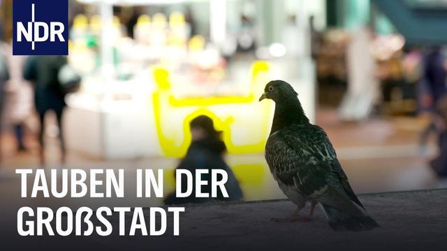 Hamburg und die Tauben: Vertreiben oder füttern? | Die Nordreportage | NDR Doku