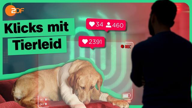 Fake Rescues: Was passiert wirklich mit den Tieren? | Die Spur
