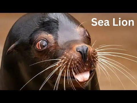 Sea Lion Rap "Yuno Miles (Official Video)