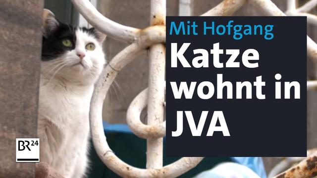 Katze Harlekin lebt im Gefängnis – und kriegt so oft Hofgang, wie sie will | Abendschau | BR24