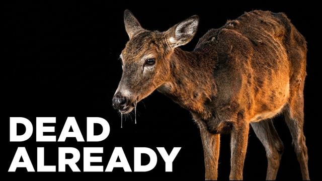 Why Zombie Deer Disease Is a Biological Nightmare
