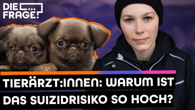 Mangel an Tierärzt:innen: Arbeiten am absoluten Limit