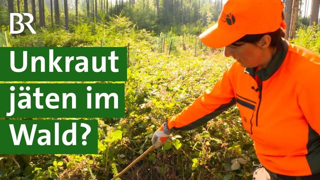Anstrengendes "Ausgrasen": Kleine Bäumchen pflegen für den Waldumbau | Forstarbeit | Unser Land | BR