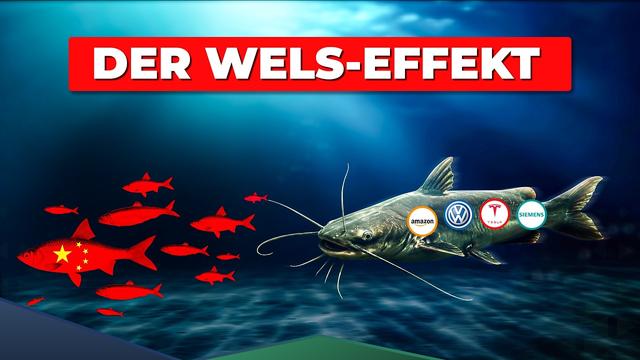 Chinas verrückte Wels-Strategie