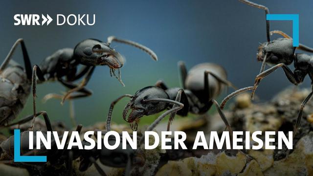 Invasion der Ameisen - Die unterschätzte Gefahr? Wie lässt sich Tapinoma magnum bekämpfen? SWR Doku
