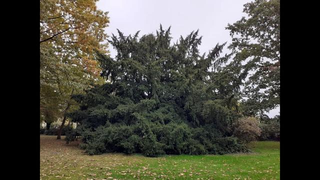 Ausrufung der Eibe in Thedinghausen zum Nationalerbe-Baum