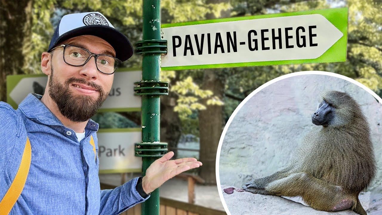 UNDERCOVER im Nürnberger Zoo - Die Wahrheit über die Pavian-Tötung | Robert Marc Lehmann