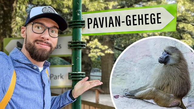 UNDERCOVER im Nürnberger Zoo - Die Wahrheit über die Pavian-Tötung | Robert Marc Lehmann