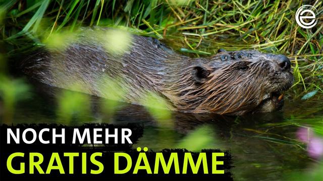 Rückkehr der Biber ‒ Dammbauer in Deutschlands Flüssen | Erlebnis Erde