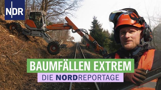 Baumfällen extrem! Zwischen Hightech und Handarbeit | Die Nordreportage | NDR