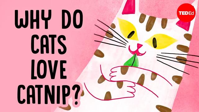 Why does catnip make cats go crazy? - Jaap de Roode