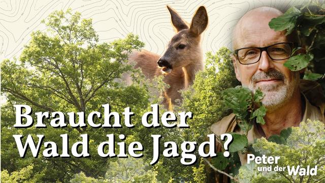 Waldspaziergang - Braucht der Wald die Jagd?