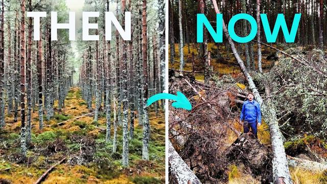 They Killed 10,000 Trees To Save An Ancient Forest - Did It Work?