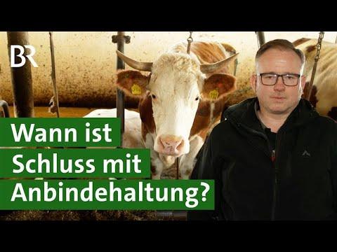 7.000 Milchviehbetriebe mit Anbindehaltung in Bayern! Warum noch so viele? | Unser Land | BR