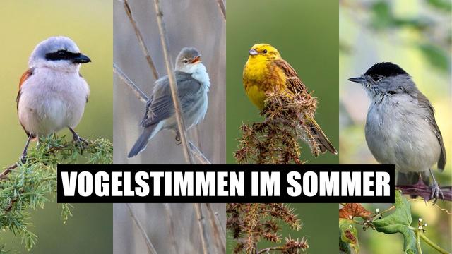 Diese Vögel hörst du im Sommer - Vogelstimmen lernen