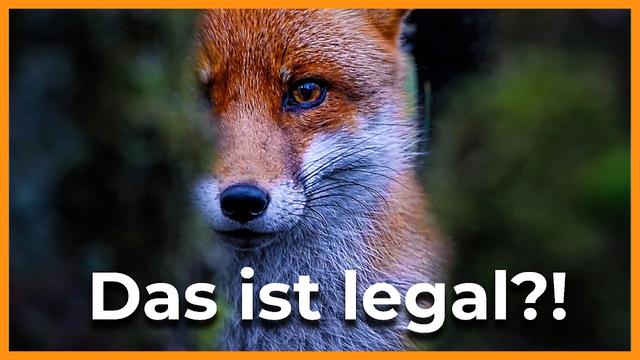 Fuchsjagd - das große Missverständnis