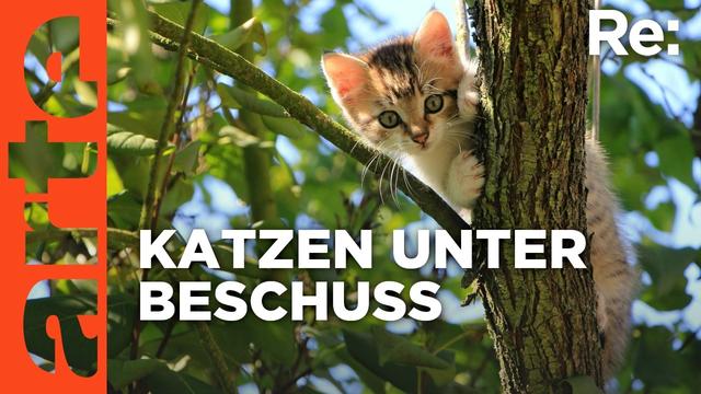 Jagd auf Katzen? | ARTE Re: