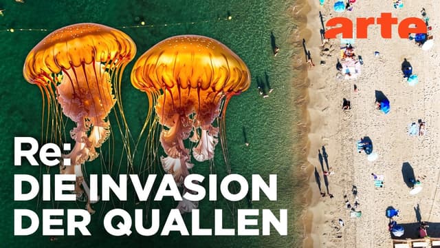 Quallen-Flut im Mittelmeer | ARTE Re: