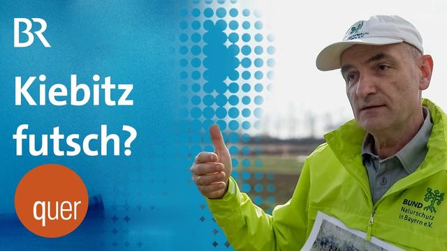 Flatterband im Brutgebiet - Wohnbauschutz vor Artenschutz? | quer vom BR