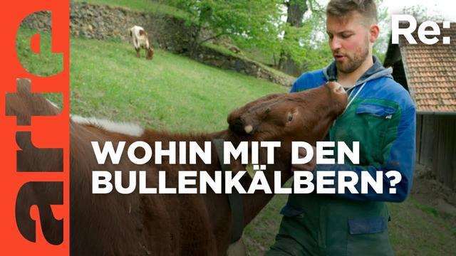 Vom Wegwerfkalb zum Alpenretter | ARTE Re: