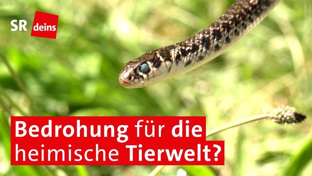 Gelbgrüne Zornnatter breitet sich in Zweibrücken aus – Gefahr für heimische Arten? | #zehnminuten